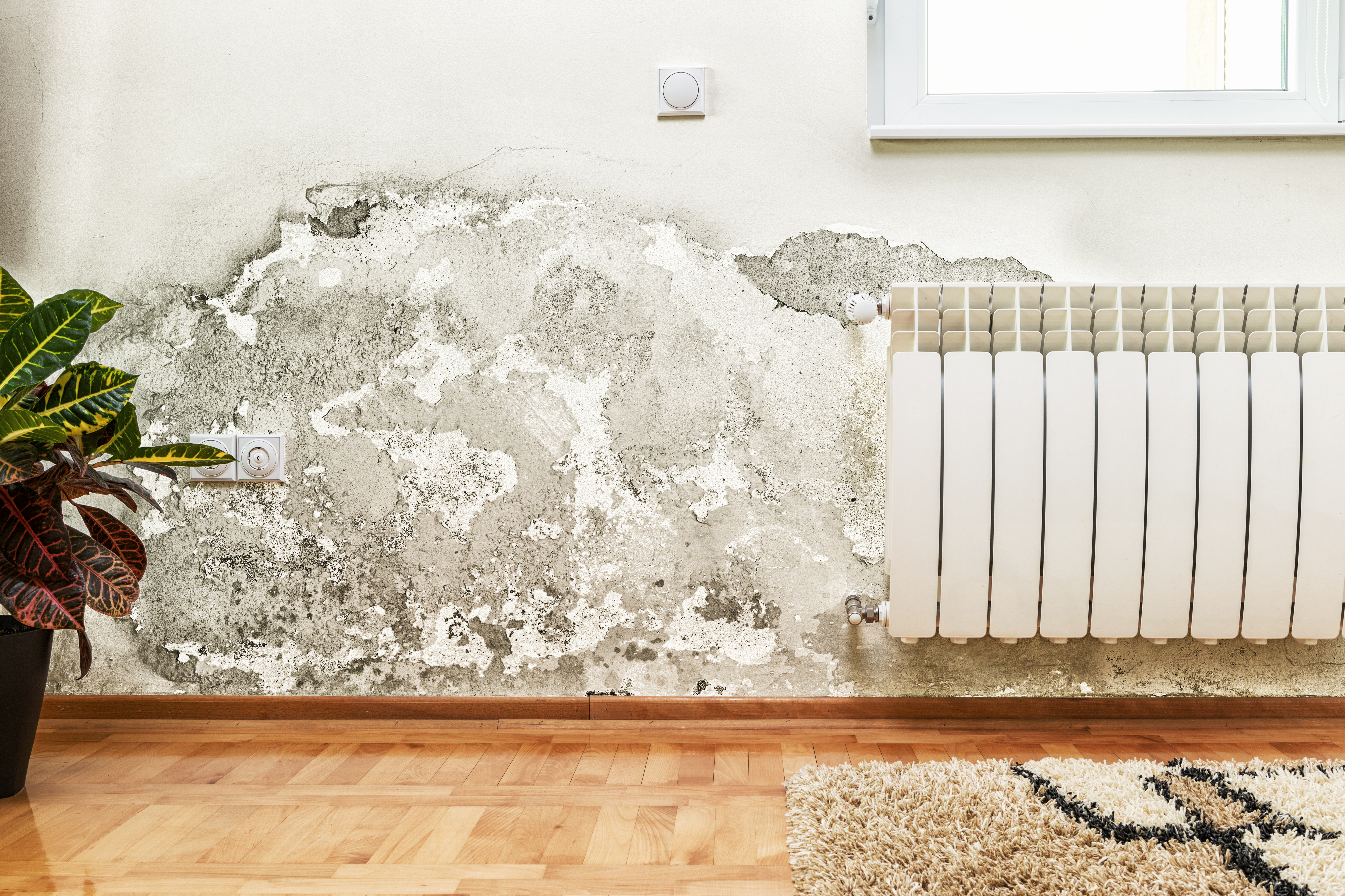 3 Sure-Fire Ways to Prevent Mold From Growing In Your Home