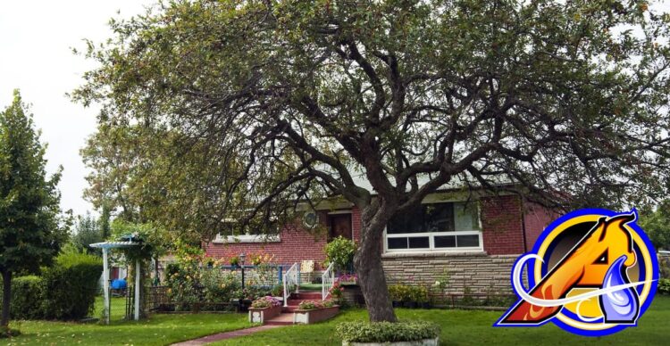 Protect Your Trees in a Storm