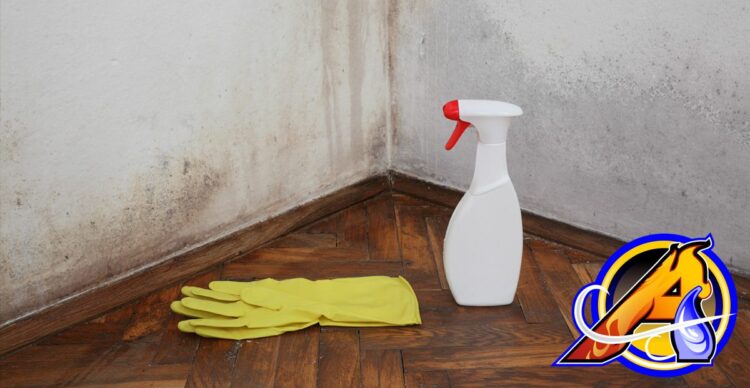 Can Bleach Kill Mold?