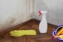 Can Bleach Get Rid of Mold