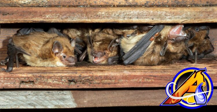 Bats in the Attic